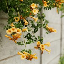 Кампсис укореняющийся (Campsis radicans) Кампсис укореняющийся (Campsis radicans)
