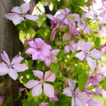 Клематисы (Clematis) Клематисы (Clematis)