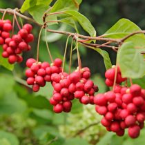 Лимонник китайский (Schisandra chinensis) Лимонник китайский (Schisandra chinensis)