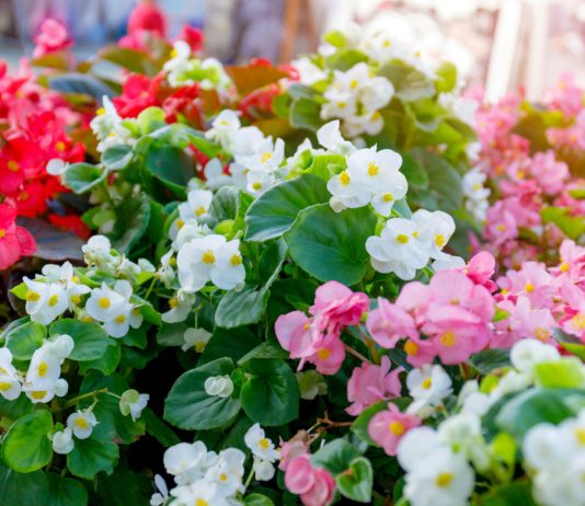 Необычные бегонии — волшебство в цветочном горшке