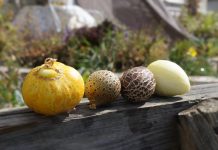 Самые удивительные и необычные огурцы, которые я выращивала