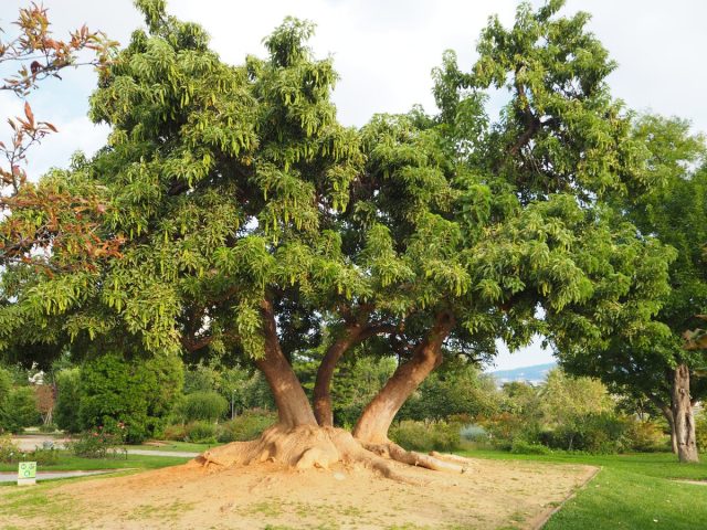 Лаконос двудомный, или омбу (Phytolacca dioica)