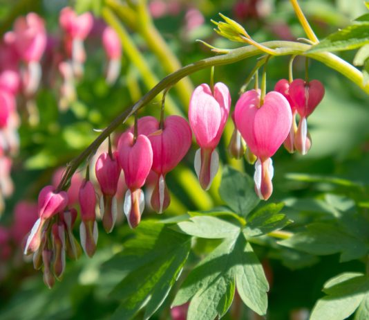 Основы ухода за дицентрой