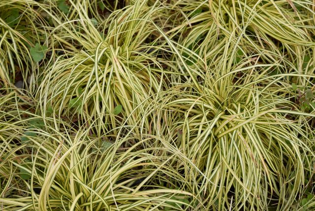 Осока (Carex)