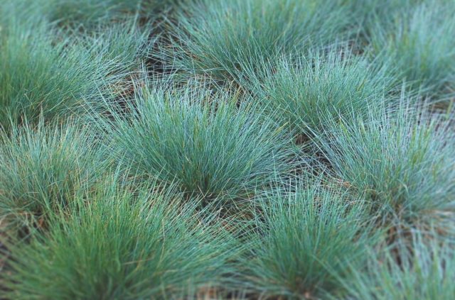 Овсяница аметистовая (Festuca amethystina)