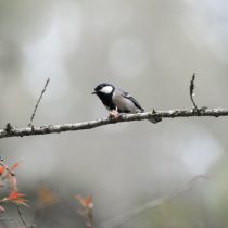 Серая синица (Parus cinereus) Серая синица (Parus cinereus)