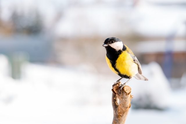 Самая распространённая и узнаваемая – большая синица (Parus major), её можно встретить по всей лесной зоне России Самая распространённая и узнаваемая – большая синица (Parus major), её можно встретить по всей лесной зоне России
