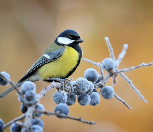 Синицы спешат на помощь — как эти птицы помогают саду?