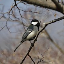 Восточная синица (Parus minor) Восточная синица (Parus minor)