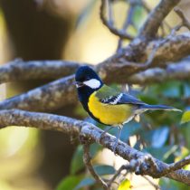 Зеленоспинная синица (Parus monticolus) Зеленоспинная синица (Parus monticolus)