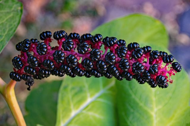 Лаконос ягодный, или пекинский (Phytolacca acinosa)