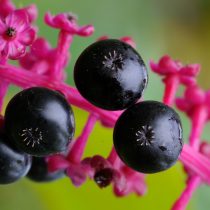 Лаконос американский (Phytolacca americana) — это крупногабаритный травянистый многолетник
