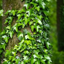 Плющ (Hedera) Плющ (Hedera)