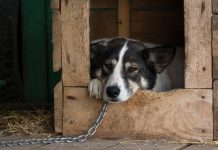 Почему нельзя сажать собаку на цепь?