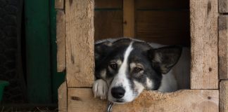 Почему нельзя сажать собаку на цепь?