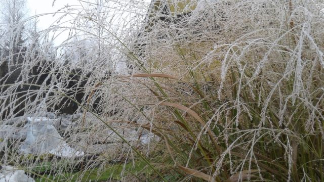 Просо прутьевидное (Panicum virgatum)