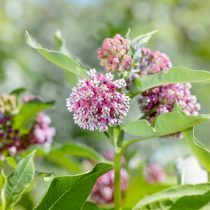 Ваточник сирийский (Asclepias syriaca)