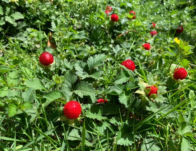 Хотя плоды дюшенеи относительно безвкусны, они условно съедобны, но при чрезмерном употреблении могут вызвать расстройство пищеварения