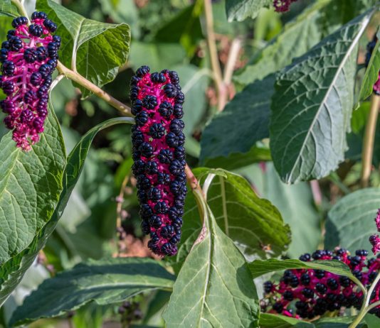 Самые красивые многолетние цветы с декоративными плодами