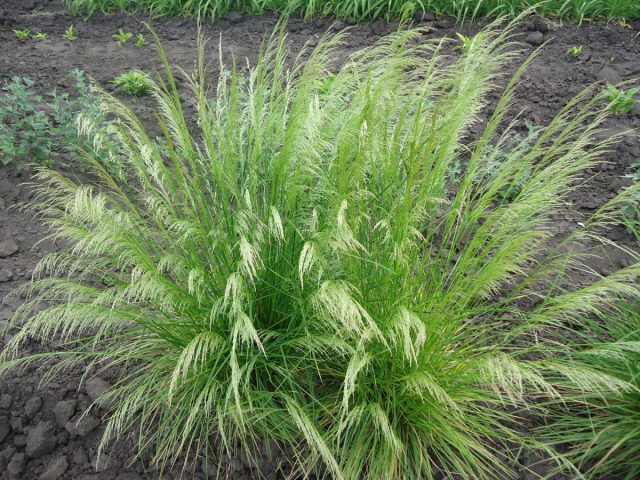 Щучка дернистая (Deschampsia cespitosa)