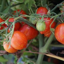 Томат «Гендольф Пестролистный» (Gandolf Variegated Tomato)