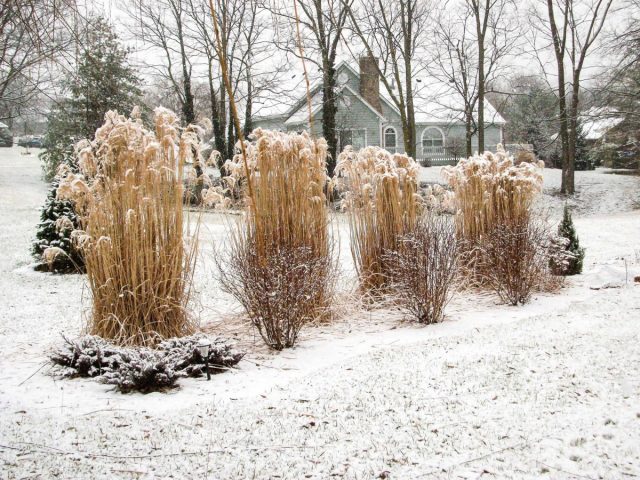 мВейник остроцветковый (Calamagrostis acutiflora)