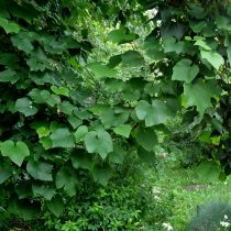 Виноград амурский (Vitis amurensis) Виноград амурский (Vitis amurensis)