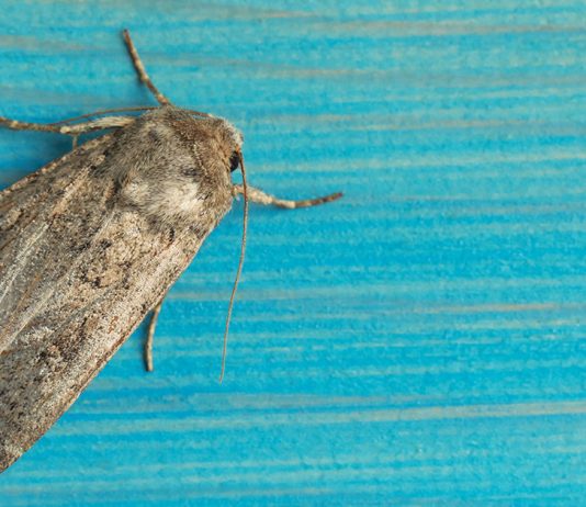 Моль в квартире — как избавиться?