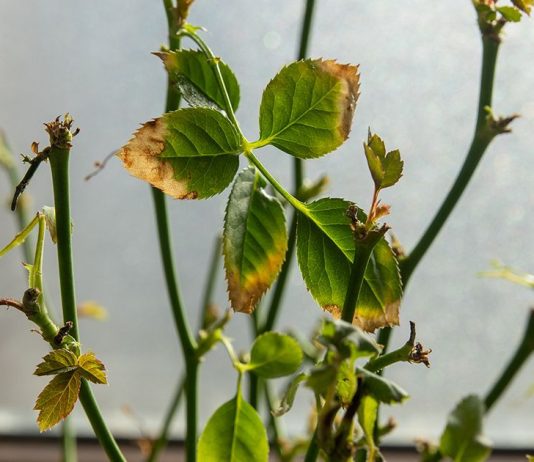 Почему желтеют листья у комнатной розы и что с этим делать?