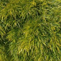 Акация узколистная (Acacia tenuifolia) Limelight Акация узколистная (Acacia tenuifolia) Limelight