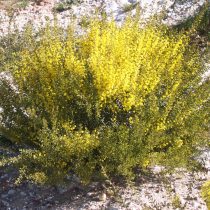 Акация саблевидная (Acacia acinacea) Акация саблевидная (Acacia acinacea)