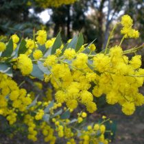 Акация культурная (Acacia cultriformis) Акация культурная (Acacia cultriformis)