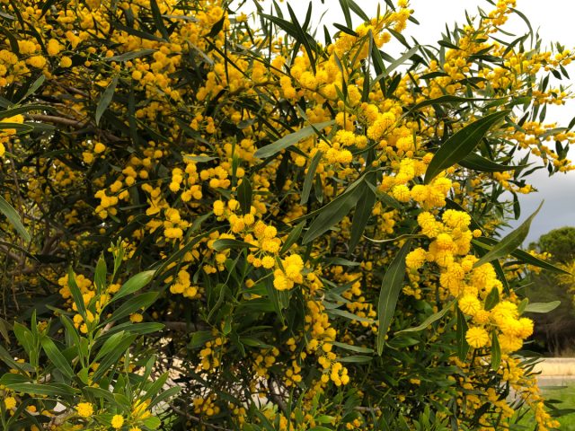 Акация серебристая, или акация подбелённая (Acacia dealbata) Акация серебристая, или акация подбелённая (Acacia dealbata)