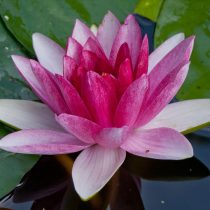 Форма кувшинки белой ‘Nymphaea var. Аlba-Rubra’
