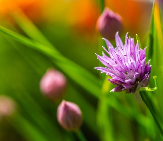 10 причин почему аллиум не цветет