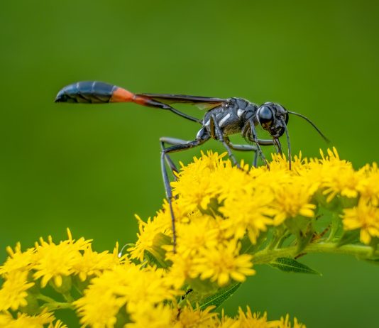 Аммофилы — чем интересны эти роющие осы? - Животные Аммофилы — чем полезны для сада эти роющие осы?