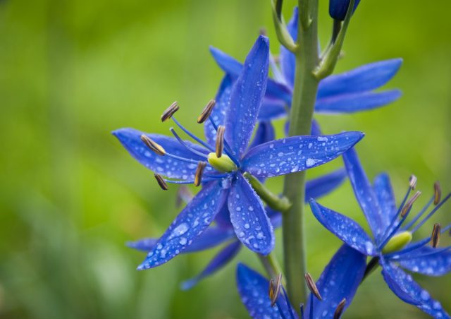 Камассия Хауэля (Camassia howellii) меньше по размеру, чем камассия Лейхтлина Камассия Хауэля (Camassia howellii) меньше по размеру, чем камассия Лейхтлина