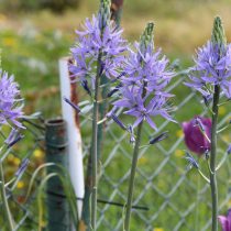 Камассиия Лейхтлина «Каэрулеа» (Camassia leichtlinii 'Caerulea') Камассиия Лейхтлина «Каэрулеа» (Camassia leichtlinii 'Caerulea')