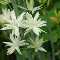 Камассия Лейхтлина «Семиплена» (Camassia leichtlinii 'Semiplena') Камассия Лейхтлина «Семиплена» (Camassia leichtlinii 'Semiplena')