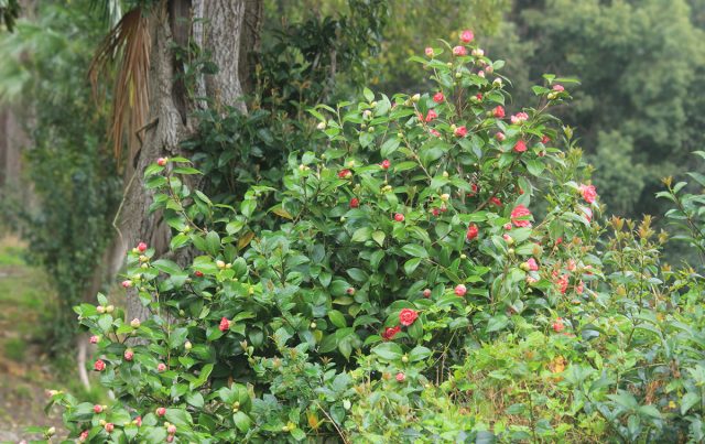Камелия японская «Альба симплекс» (Camellia japonica 'Alba simplex') Камелия японская «Альба симплекс» (Camellia japonica 'Alba simplex')