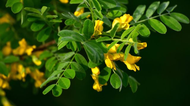 Жёлтая акация, или карагана древовидная (Caragana arborescens) Жёлтая акация, или карагана древовидная (Caragana arborescens)