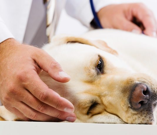 Что делать, если питомец наелся удобрений