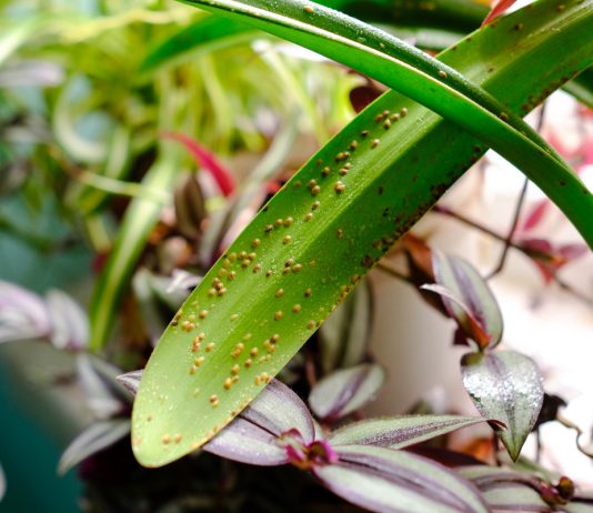 Щитовка на растениях — как выглядит и как бороться?