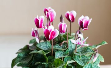 Цикламен — как ухаживать после покупки и что важно учитывать?