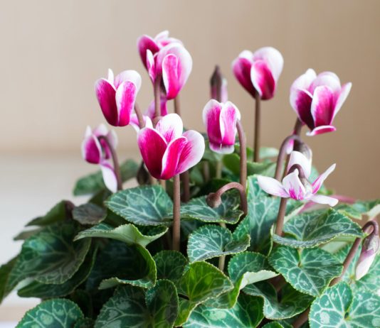 Цикламен — как ухаживать после покупки и что важно учитывать?