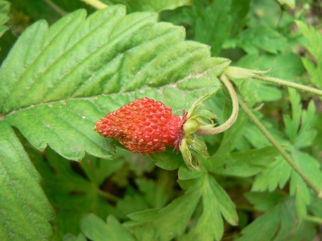В России большие территории занимает также земляника восточная (Fragaria orientalis) – в Сибири и на Дальнем Востоке