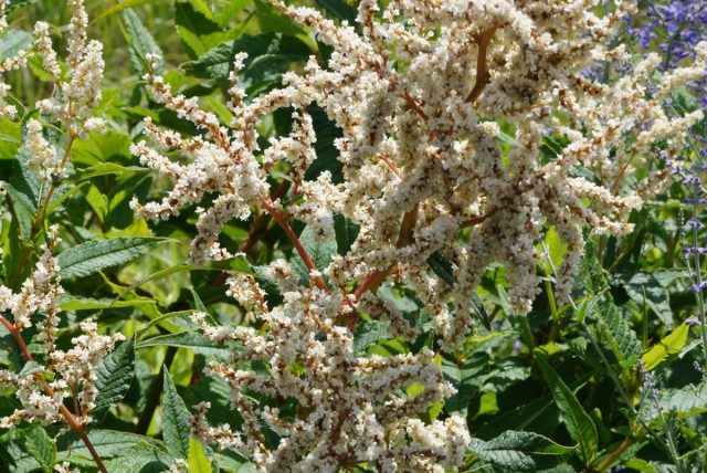 Горец изменчивый (Persicaria polymorpha) – это гигантское растение с большими кремово-белыми перистыми соцветиями