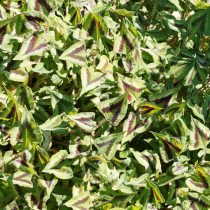 Горец мелкоголовый «Перпл Фэнтэзи» (Persicaria microcephala 'Purple Fantasy')