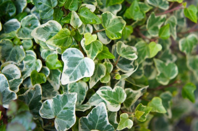 Плющ (Hedera) Плющ (Hedera)