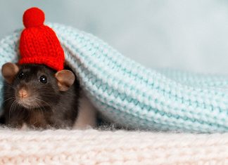 Как избавиться от мышей?